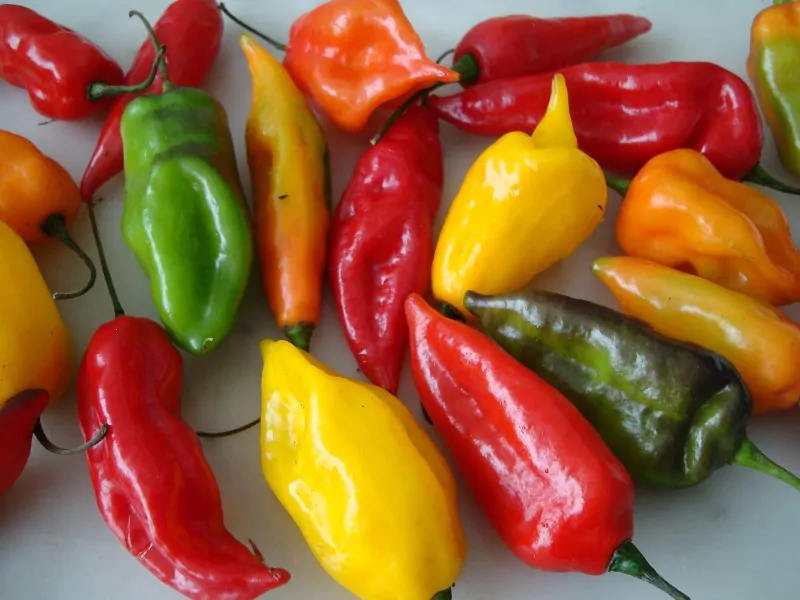 aji limo 1kg